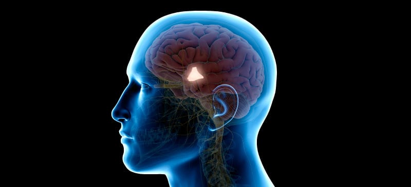 Hypothalamus function - Dr. Axe