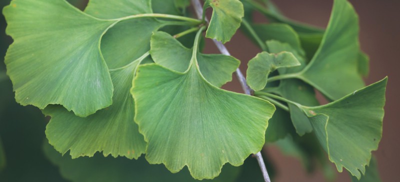 Ginkgo biloba - Dr. Axe