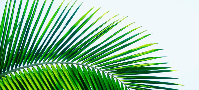 Saw palmetto - Dr. Axe